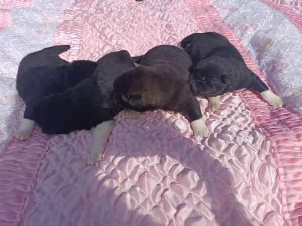 Cuccioli di Akita americano | Foto 2