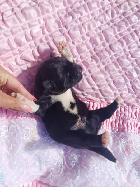 Cuccioli di Akita americano | Foto 1