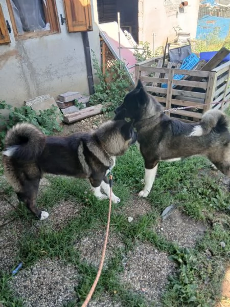 Cuccioli di Akita americano | Foto 0