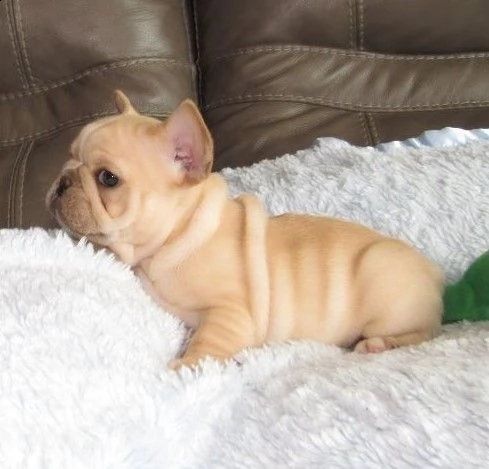 bouledogue francese occhi blu | Foto 2