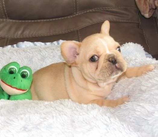 bouledogue francese occhi blu | Foto 1