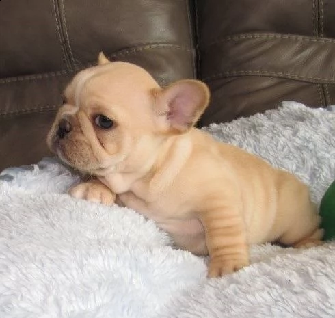 bouledogue francese occhi blu | Foto 0