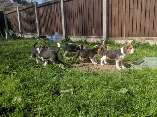 cucciolo di beagle  | Foto 2