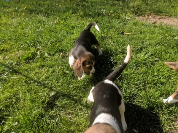 cucciolo di beagle 