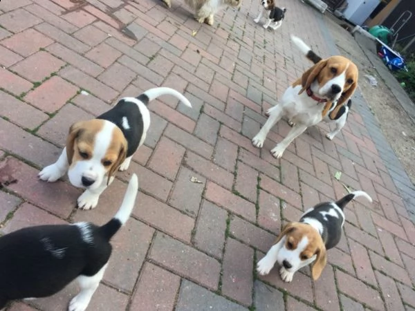 cucciolo di beagle  | Foto 1