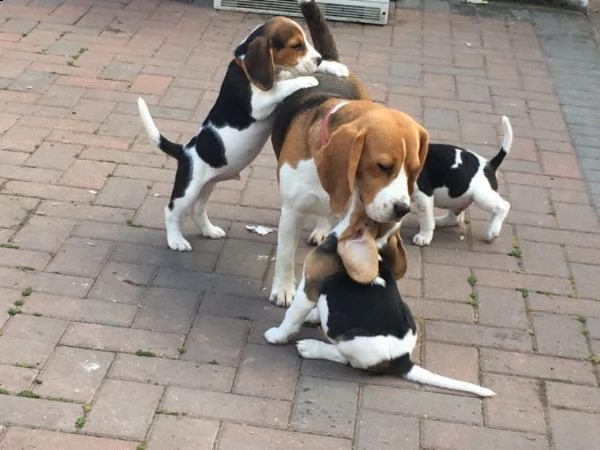 cucciolo di beagle  | Foto 0