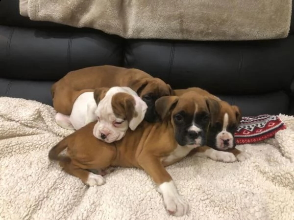 disponibili boxer di alta geneologia con genitori campion