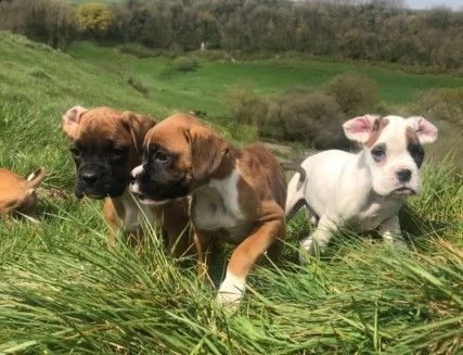 disponibili boxer di alta geneologia con genitori campion | Foto 0