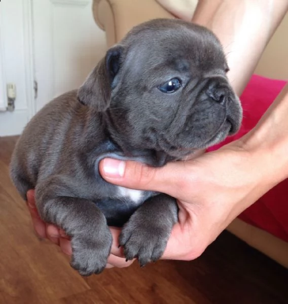 cuccioli bouledogue francese con pedigree  | Foto 0