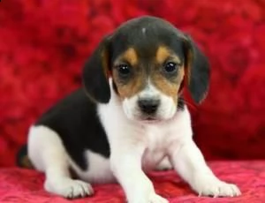 cucciolo di beagles bella