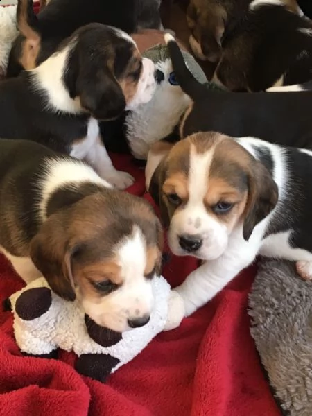ammirevoli cuccioli di beagles di prima generazione