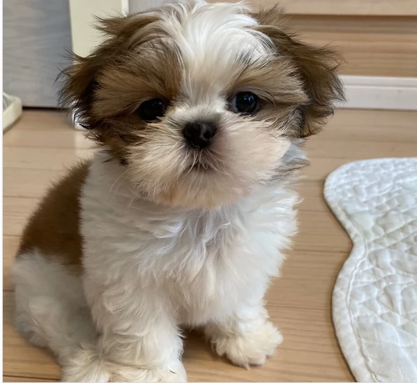 Vendo cuccioli shih tzu