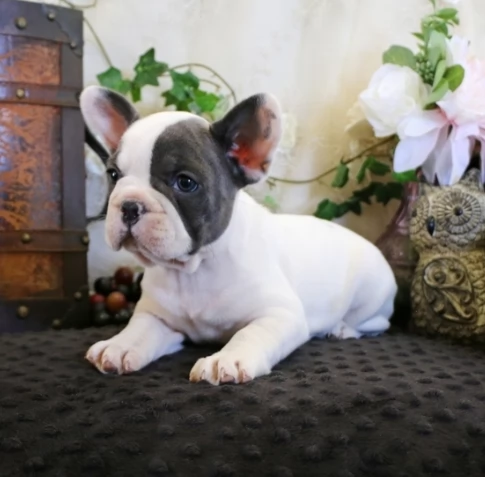 Vendo cuccioli di bulldog francese