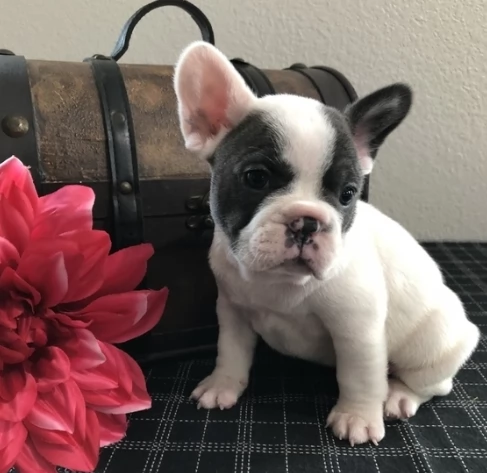 Cuccioli di bulldog francese