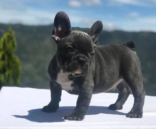 bulldog francesi in vendita | Foto 0