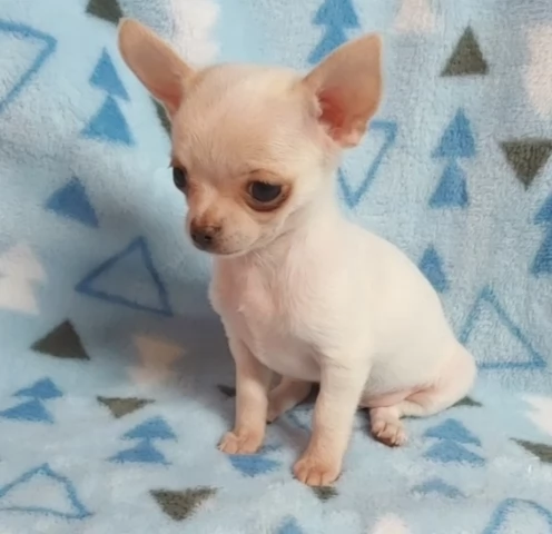 Chihuahua (a pelo liscio) maschi e femmine per una casa per sempre.