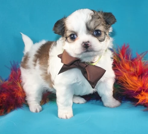 Chihuahua (a pelo liscio) maschi e femmine per una casa per sempre. | Foto 1