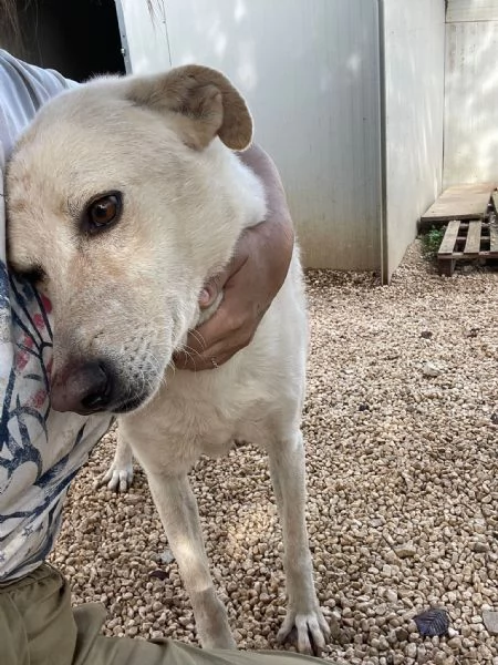 SUSI dolce e bella | Foto 5