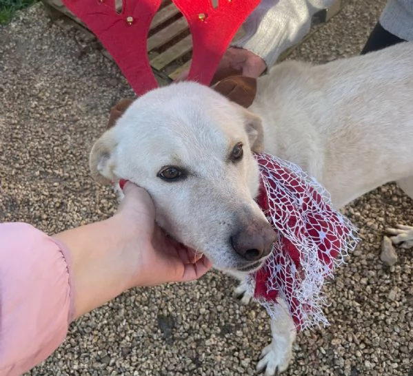 SUSI dolce e bella | Foto 4