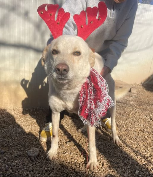 SUSI dolce e bella | Foto 3