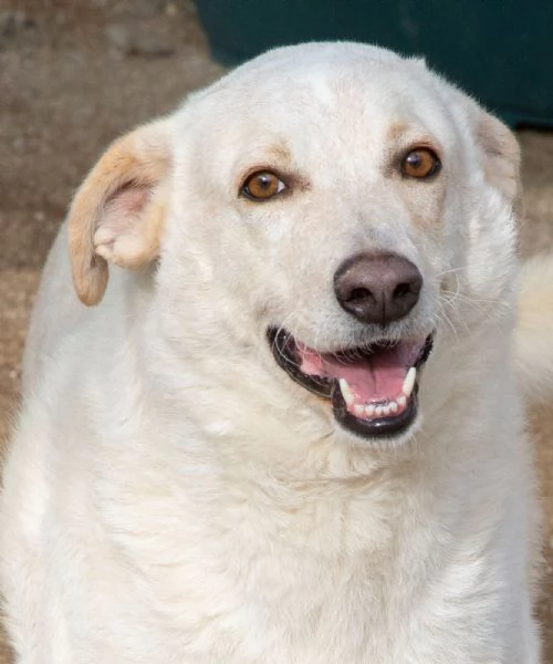 SUSI dolce e bella | Foto 2