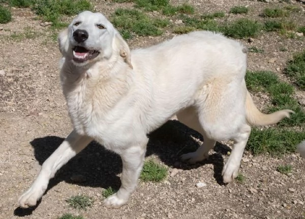 ZULEIA E DEMYR | Foto 4