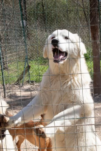 ADOTTA LUCKY | Foto 5