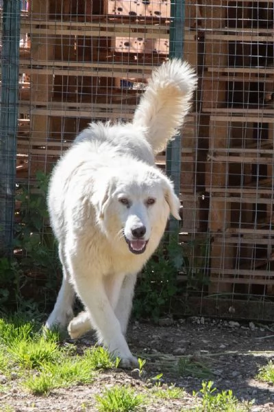 ADOTTA LUCKY | Foto 4