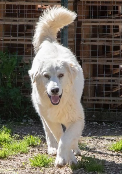 ADOTTA LUCKY | Foto 3