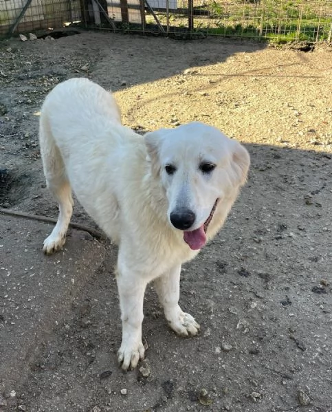 ADOTTA LUCKY | Foto 2