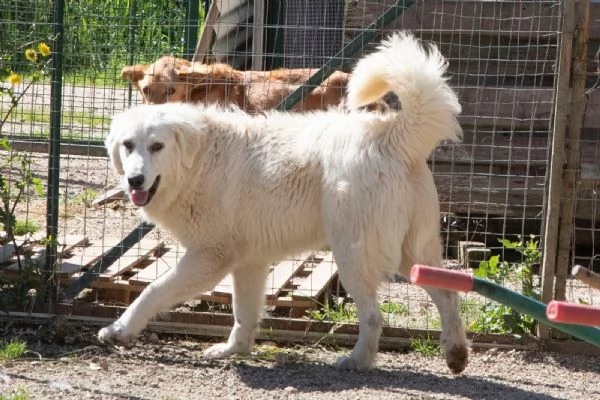 ADOTTA LUCKY | Foto 0