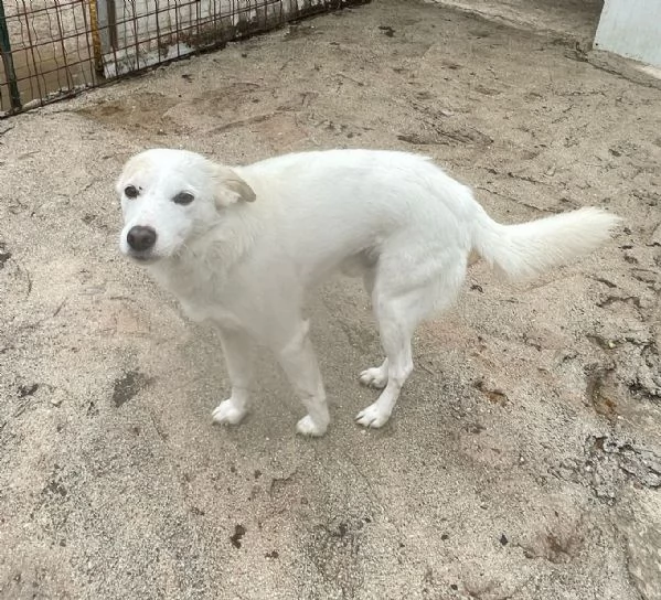 IL PICCOLO PLUTO | Foto 2