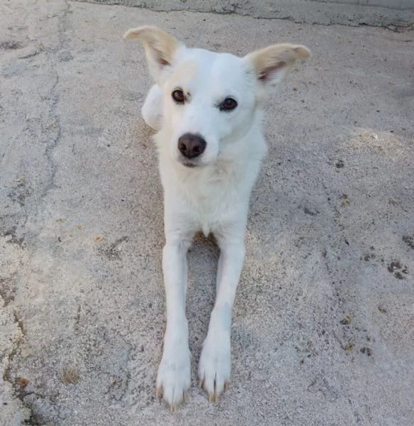 IL PICCOLO PLUTO | Foto 1