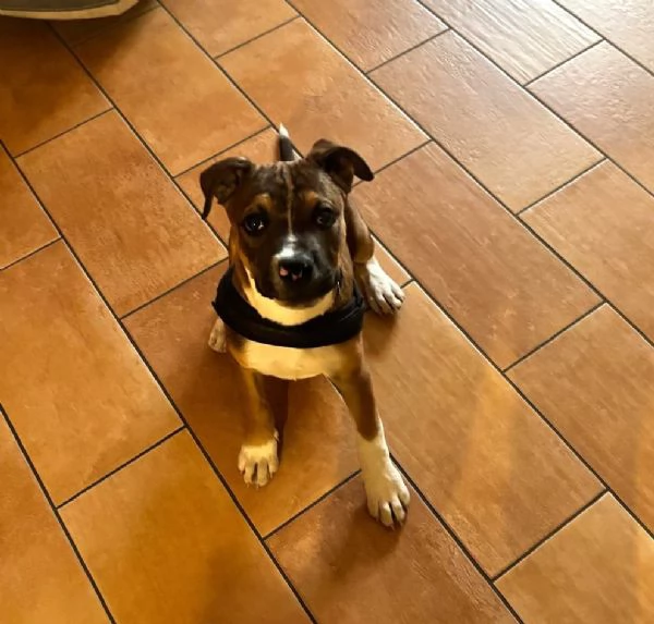 CUCCIOLO MIX PITT | Foto 2