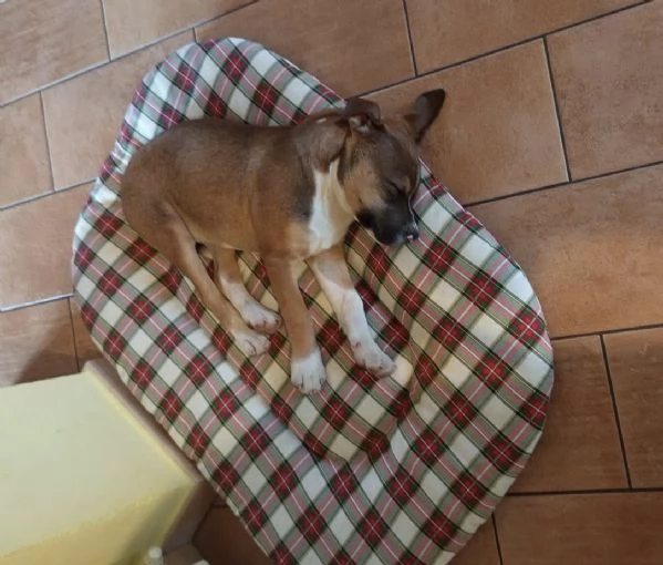 CUCCIOLO MIX PITT | Foto 1