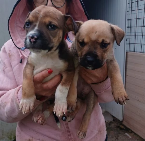 DUE SPLENDIDI FRATELLINI | Foto 4