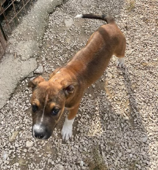 CUCCIOLO MIX PITT | Foto 3