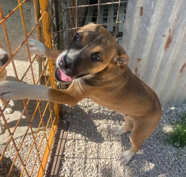 CUCCIOLO MIX PITT | Foto 2