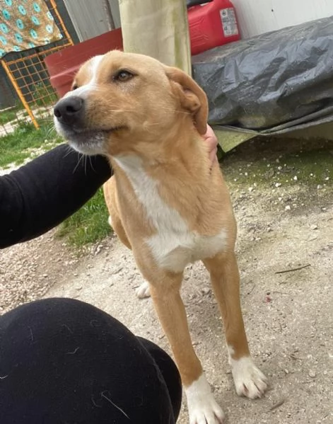 OLIVER CERCA CASA | Foto 5