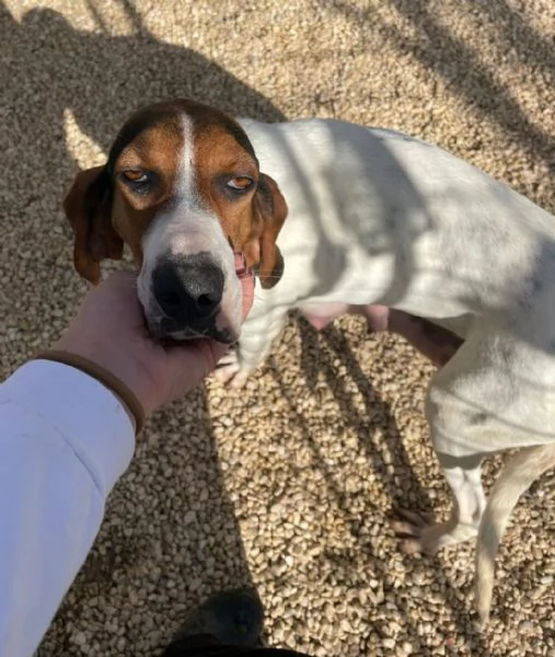 PENELOPE DOLCE SEGUGINA | Foto 5