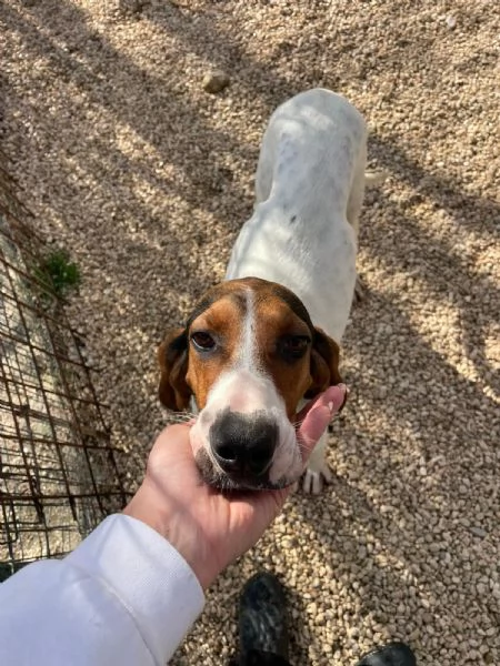 PENELOPE DOLCE SEGUGINA | Foto 2