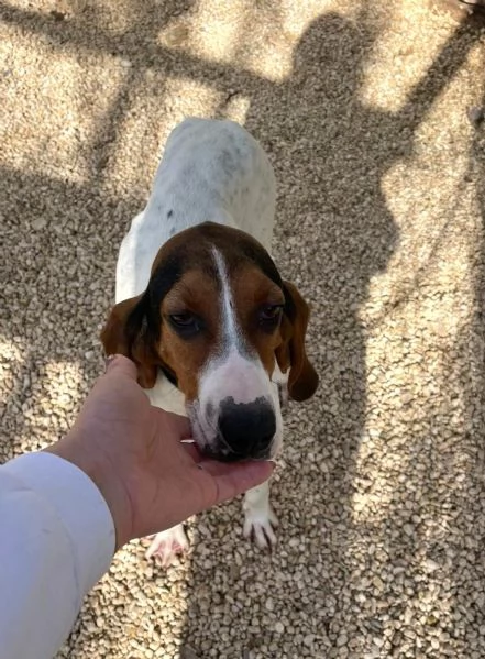 PENELOPE DOLCE SEGUGINA | Foto 0