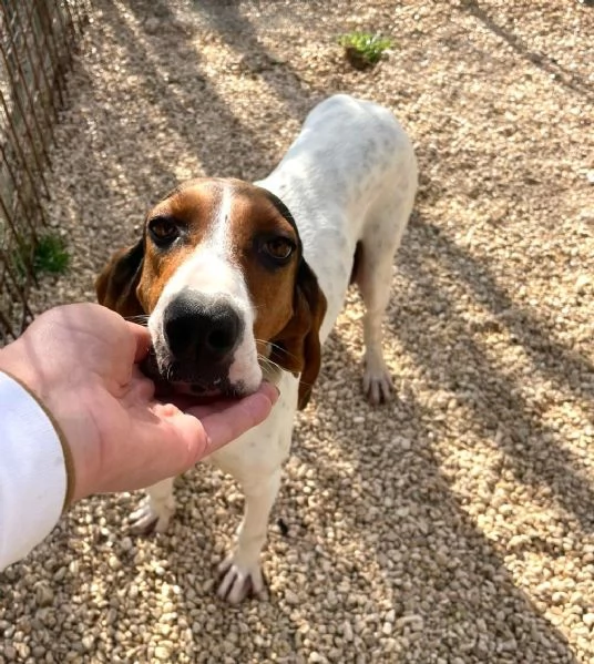 FANTASTICA SEGUGINA DA AMARE