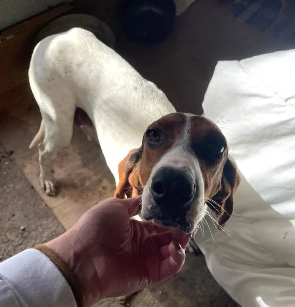 FANTASTICA SEGUGINA DA AMARE | Foto 2