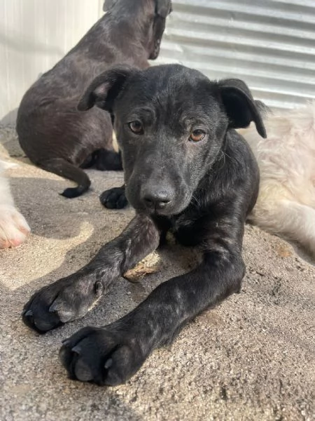 IL PICCOLO THEDORE | Foto 5