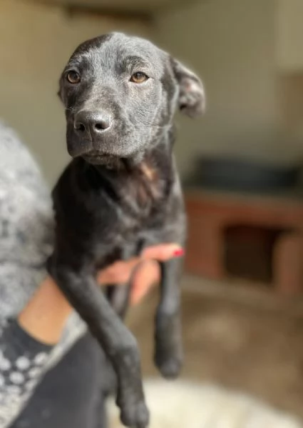 IL PICCOLO THEDORE | Foto 3