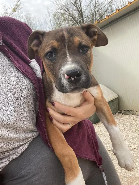 IL SIMPATICO CHOCO | Foto 2