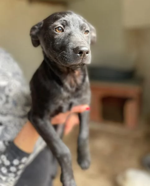 IL PICCOLO THEDORE | Foto 2