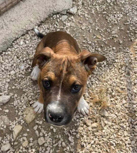 IL SIMPATICO CHOCO | Foto 1