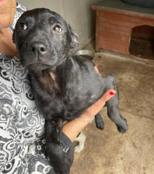 IL PICCOLO THEDORE | Foto 1